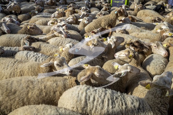 France, Occitania, Gard, transhumance of sheep going through the village of Aigues-Vives. France, Gard