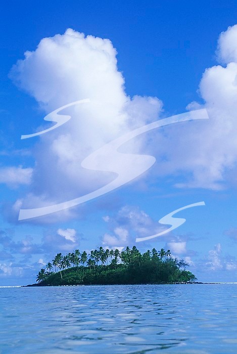 Cook Islands, South Pacific, Raratonga,  Muri Lagoon, lone palm island. Cook Islands, South Pacific, Raratonga, Muri Lagoon, lone palm island