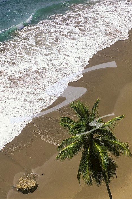 Costa Rica, Nicoya Peninsula, near Tambor. Clifftop view of Pacifc beach surf and Palm tree.