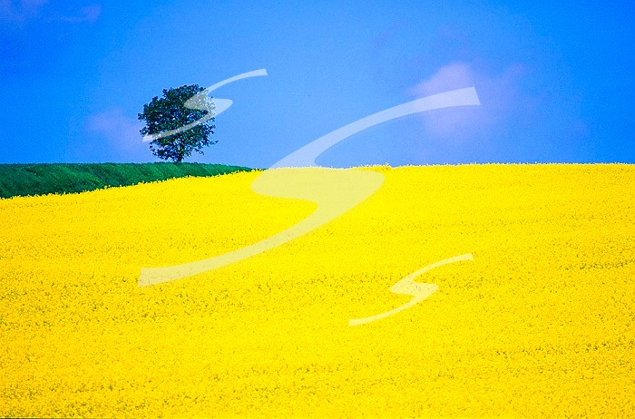 France, South central region, canola (rapeseed) crop with lone tree and blue sky