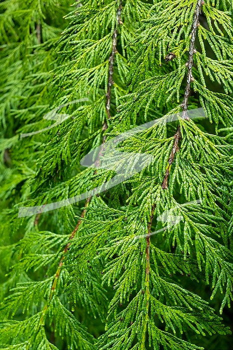 Western red cedar, Thuja plicata braches and needles 
