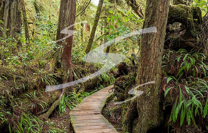 Rainforest Trail, Pacific Rim National Park, British Columbia, Canada