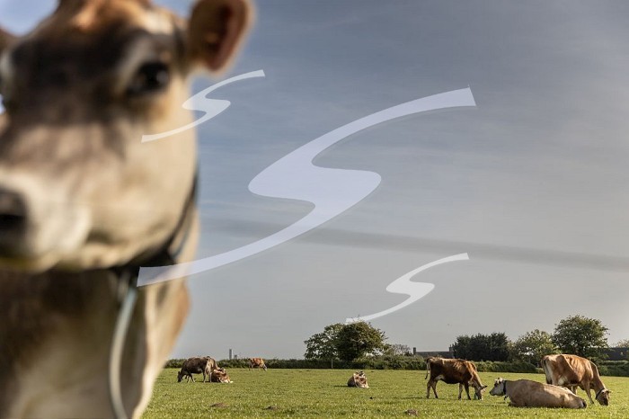 La Rue de Maupertuis, Jersey, UK, 5 May 2022 - Cows of a local farm. Dairy products in Jersey used to be one of the main industry on the island. It is still unauthorised to import raw milk from outside the island.. Jersey