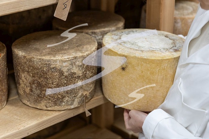 London, England, Uk, 20 October 2023 - Four-month-old (right) and one-year-old (left) Kirkham’s cheese at Neal’s Yard Dairy in Bemondsey. Neal’s Yard Dairy is a London-founded artisanal cheese retailer and worldwide wholesaler.. British cheese