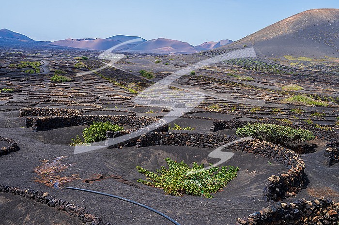 La Geria, Lanzarote’s main wine region, Canary Islands, Spain