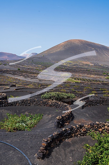 La Geria, Lanzarote’s main wine region, Canary Islands, Spain