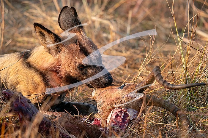 African wild dog (Lycaon pictus) eating an impala (Aepyceros melampus, Okavango Delta, Botswana.