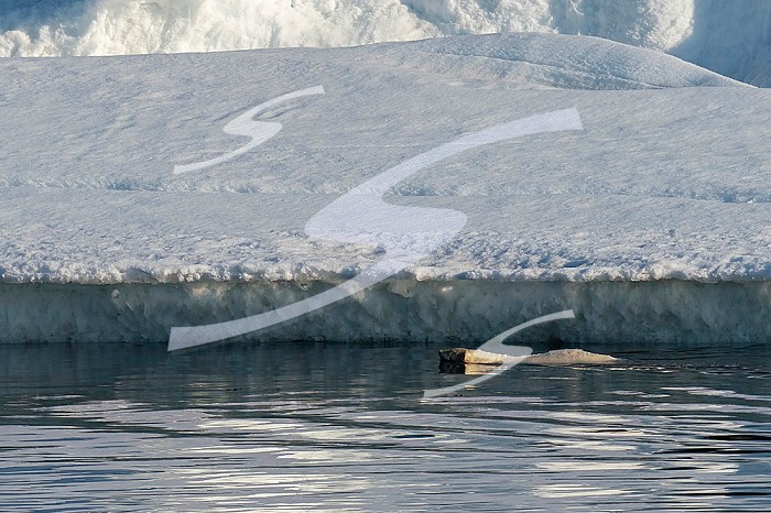 Polar bear (Ursus maritimus) swimming, Wahlbergoya, Svalbard Islands, Norway.