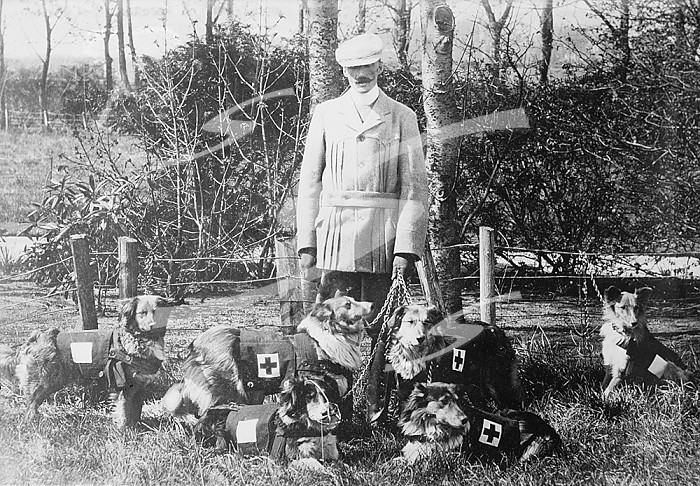 Maj. Richardson & British Red Cross dogs, between 1914 and c1915. Creator: Bain News Service.