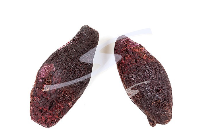 Two cooked red beets on a white background cut out