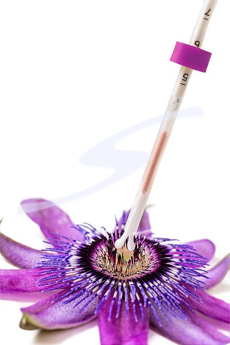 IUD penetrating a Passionflower flower symbolizing the uterus.