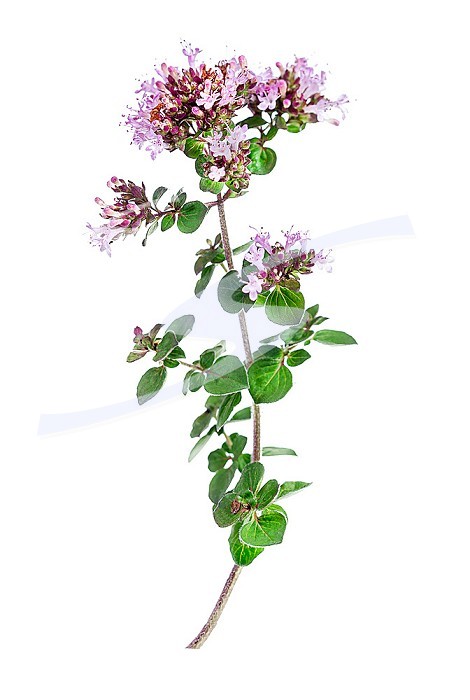 Leaves and flowers of common oregano or perennial marjoram.