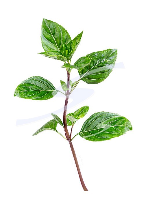 Basil is a species of therophytic herbaceous plants in the Lamiaceae family, cultivated as an aromatic plant.