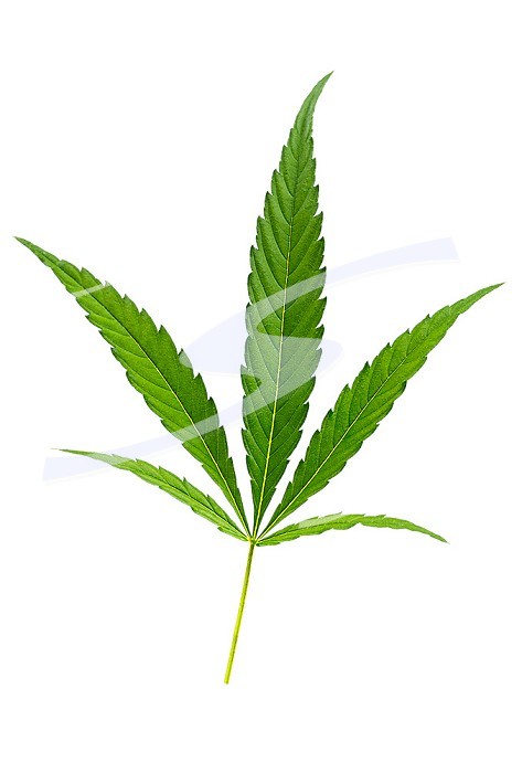 Cannabis leaves. CBD extract from hemp leaf.