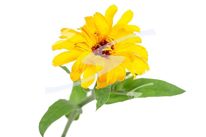 Calendula officinalis or garden marigold.