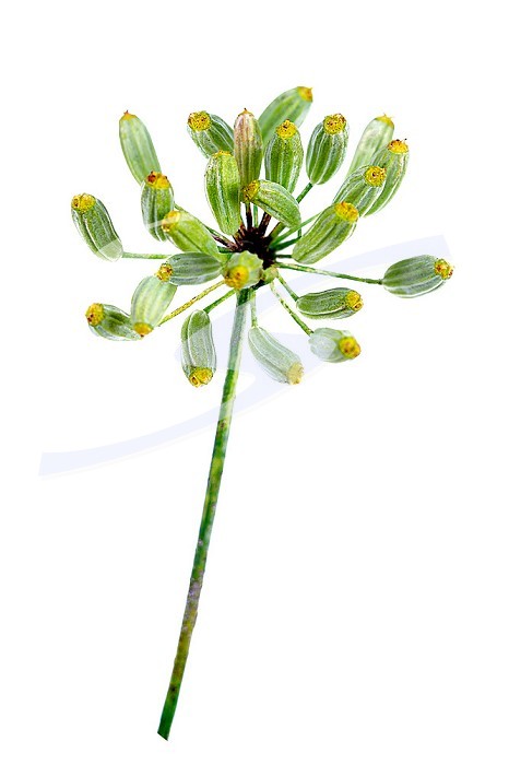 Dill seeds on white background for cooking and herbal medicine.