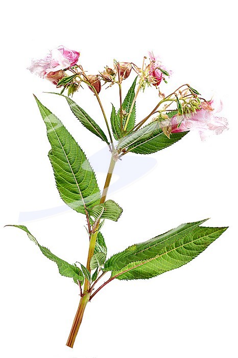 Himalayan balsam, impatiens glandulifera, is a species of flowering plant in the Balsaminaceae family.