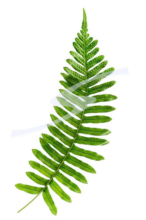 Polypody fern leaf, polypodium vulgare stimulates bile secretion and is a mild laxative.