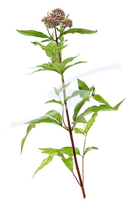 Eupatorium cannabinum, or hemp leaf eupatory.