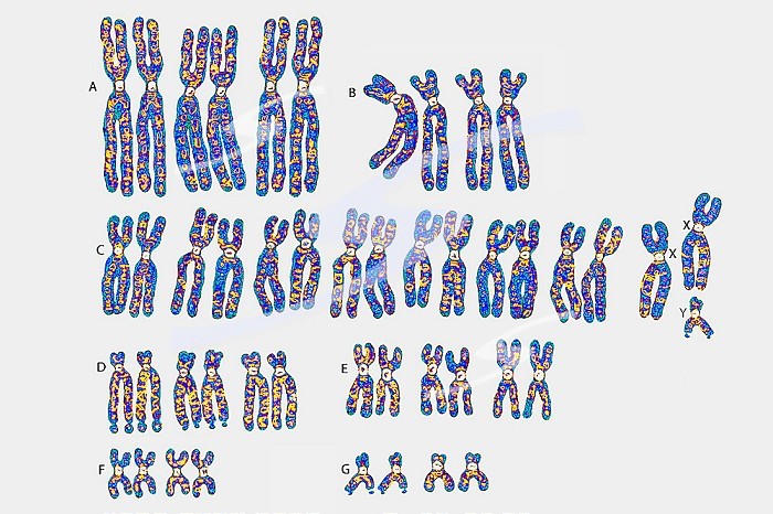 Human chromosomes (23 pairs of chromosomes - 46 chromosomes, 22 pairs are common to both sexes. The remaining two chromosomes are the sex chromosomes, XY in males and XX in females). They are made up of DNA which carries the genes (about 20,000).