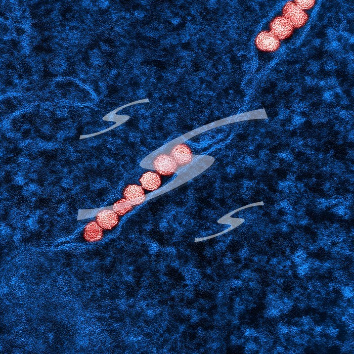 Transmission electron micrograph of West Nile virus particles (red) replicating within the cytoplasm of an infected VERO E6 cell (blue).