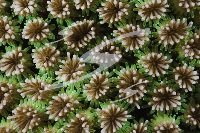 Close up of the polyps of a Hard Coral (Galaxea fascicularis) feeding at night, Komodo National Park, Indonesia.