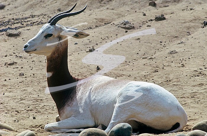Dama Gazelle, an endangered species (Gazella dama). Sahara Desert, Mauritania to Sudan.