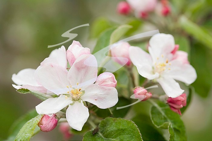 Apple Blossoms and Buds in the Spring.