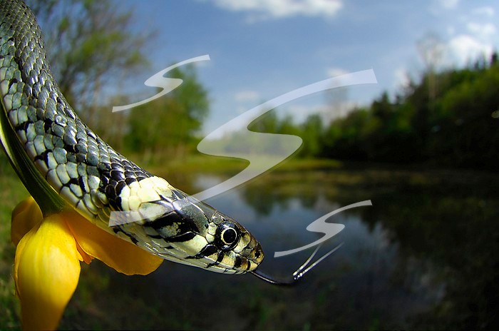 The Water Snake with its tongue extended (Natrix natrix), Europe.