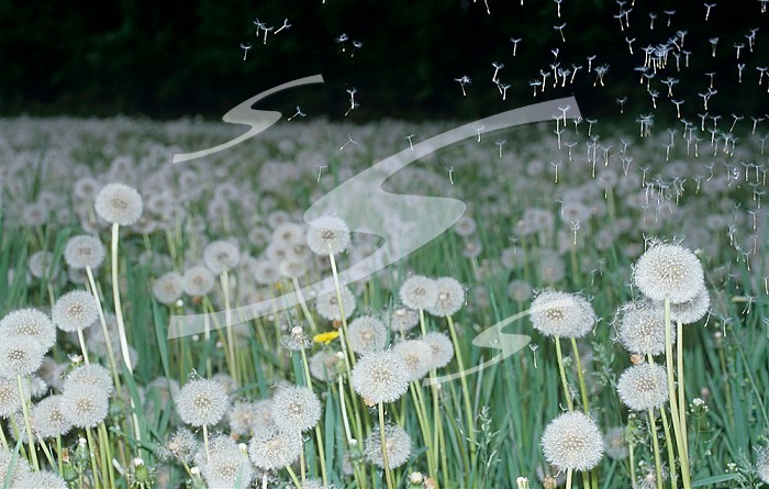Dandelion field ,Taraxacum officinale, showing seed dispersal by the wind.