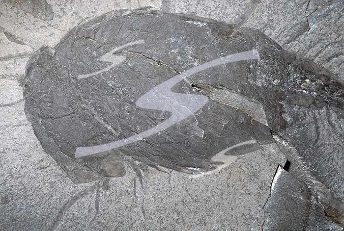 Burgess Shale Fossils (Sidneyia inexpectans) Arthropod, middle cambrian period, Western Canadian Rockies