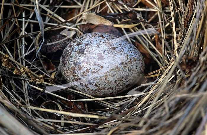 Cardinal egg in the nest ,Cardinalis cardinalis,, North America.