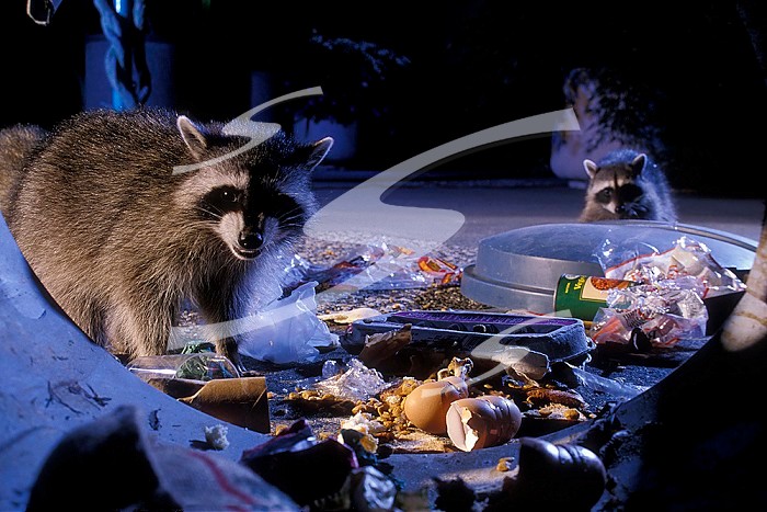 Raccoons (Procyon lotor) raiding an urban garbage can in Portland, Oregon.