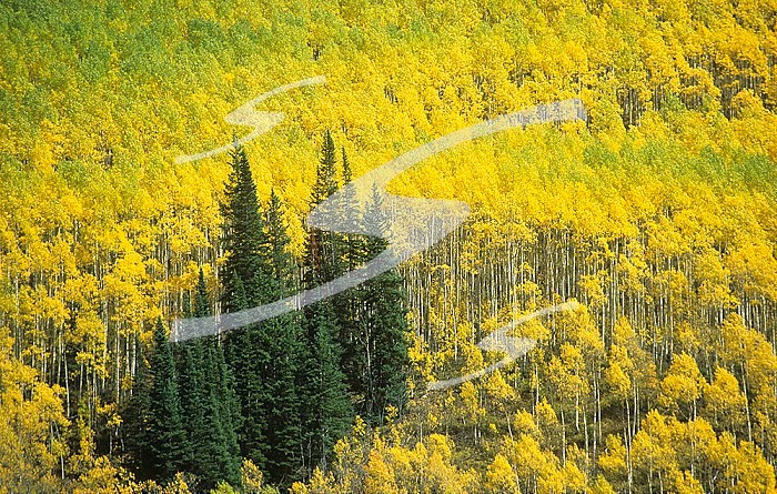Mixed forest in the White River National Forest, Colorado, USA with Lodgepole Pine ,Pinus contorta, evergreen conifers among deciduous Quaking Aspens ,Populus tremuloides, in fall colors.
