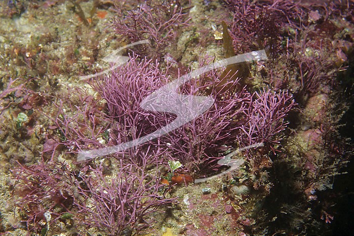 Coralline Red Algae ,Calliarthron, California, USA, Pacific Ocean.