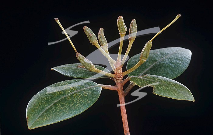 Rhododendron immature fruits after flowering.