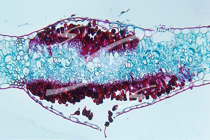Corn Rust telia (Puccinia sorghi), Basidiomycota. LM X35.