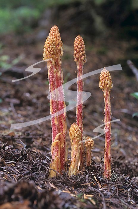 Pinedrops, a saprophyte or root parasite on the forest floor (Pterospora andromedea), North America.