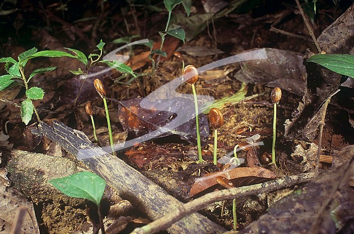 Seedlings and decaying leaves on the floor of a tropical rainforest, Malaysia, Southeast Asia.