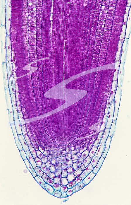 Longitudinal section of a Cabbage root tip and root cap cells (Brassica), a dicot. LM X55.