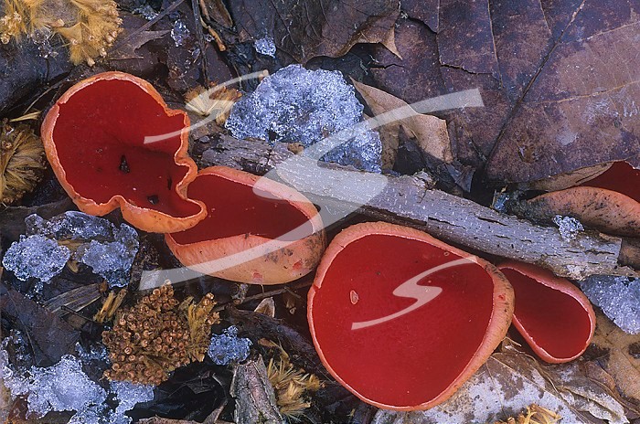 Scarlet Cup Fungus ,Sarcoscypha coccinea,, Ascomycete, North America.