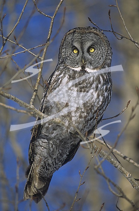 Great Gray Owl (Strix nebulosa), North America.
