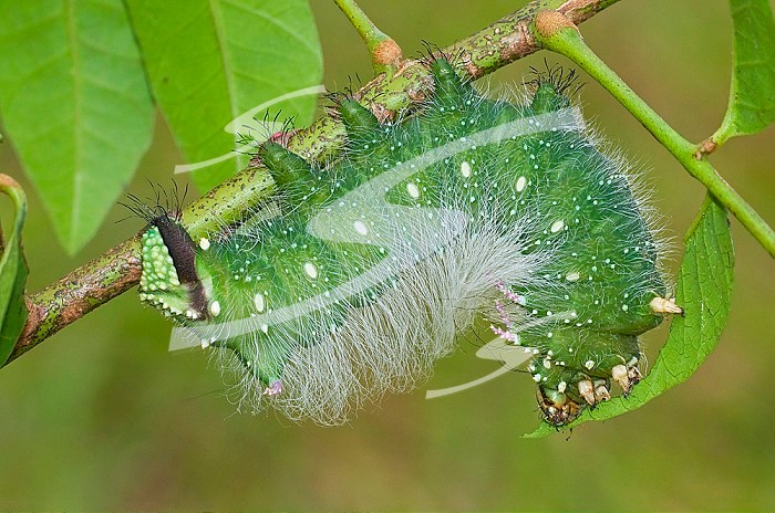 Moth Caterpillar (Eacles masoni tyrannus)