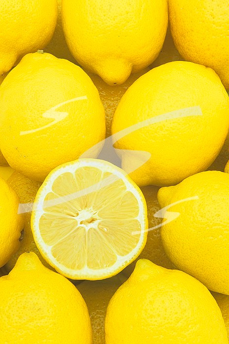Lemons (Citrus limon), Eureka variety.