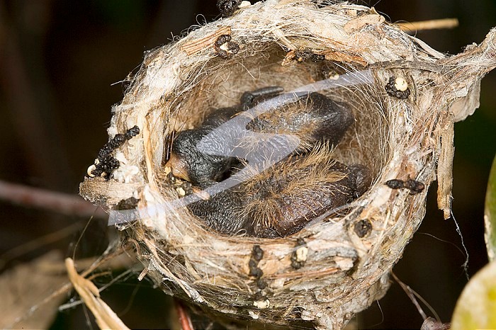 Broad-billed Hummingbird young in the nest ,Cynanthus latirostris,, Western North America.